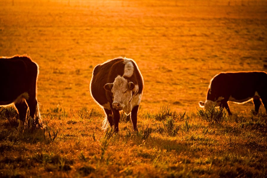 Hereford cattle grazing in a field lit gold by low evening sun