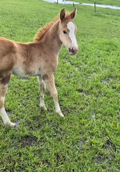 A chestnut foal with a white blaze standing in green pasture after rain