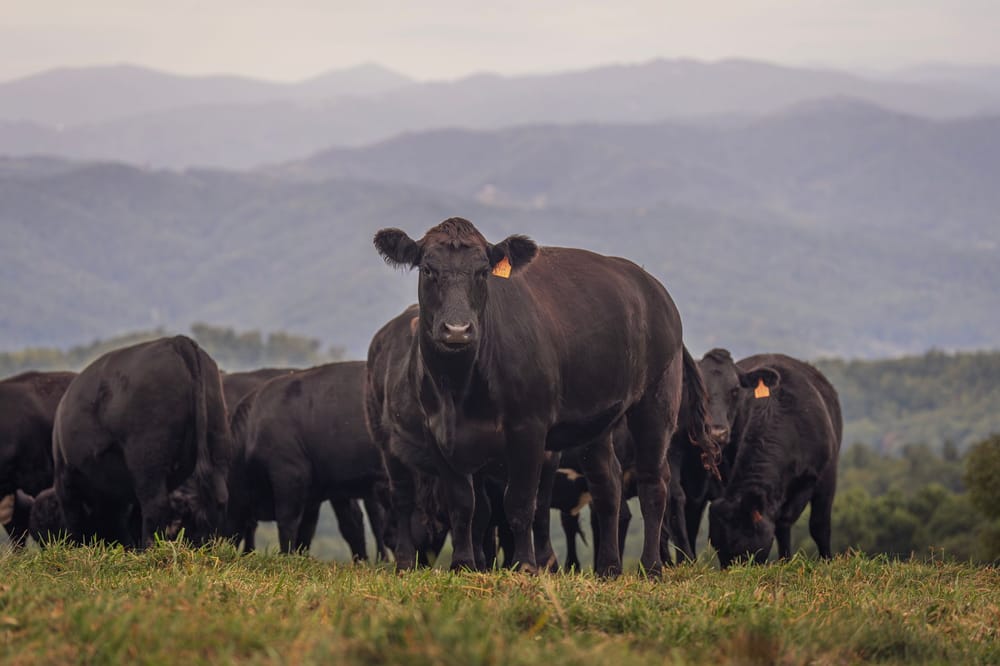 Black Angus cattle grazing on a grassy ridge with layered blue mountains behind